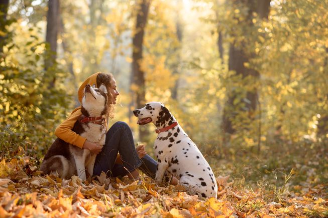 Dog´s harness